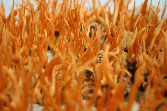 Theo nhiều chuyên gia, loại nấm đông trùng hạ thảo mọc trong tự nhiên ở Tây Tạng rất hiếm, gần như không có bán trên thị trường Việt Nam. Đây đa phần là nấm nhân tạo nuôi cấy ở các cơ sở trong nước hoặc nước ngoài. Ảnh: Hà Trang