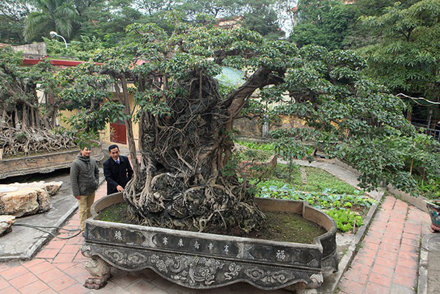 Doanh nhân đổi 8 lô đất ở Thủ đô lấy cây sanh cổ nhất châu Á