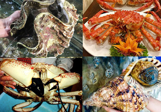 
Những loại hải sản khổng lồ trên bàn tiệc của đại gia Việt
