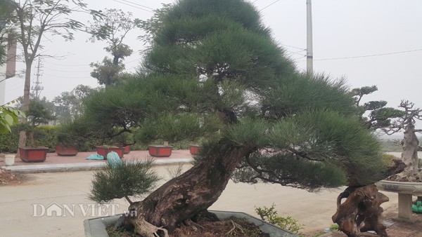 
Cây phi lao kiểng của ông Trung đã trên dưới 100 tuổi nên cây có gốc, thân rất cổ thụ.
