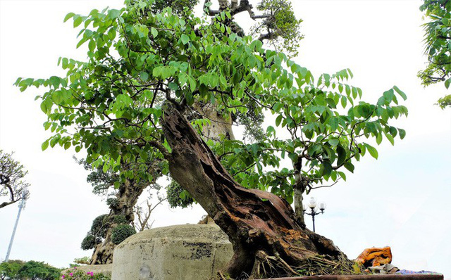 Gốc sưa bonsai cao 1 mét giá 1,4 tỷ đồng gây xôn xao