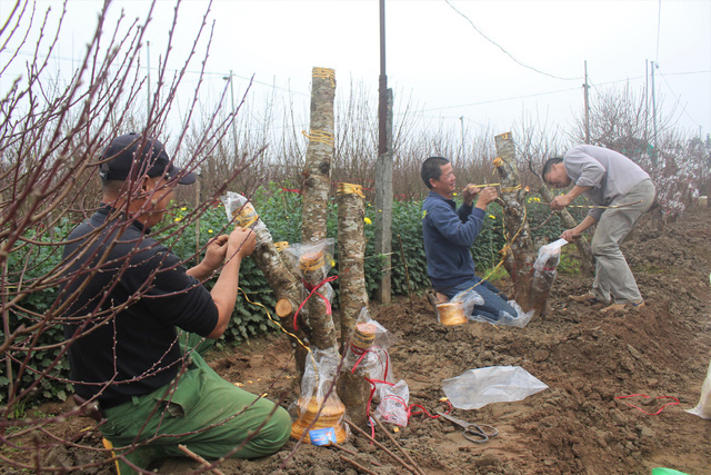 Anh Chung cùng người làm thuê đang chuẩn bị ghép cành đào Nhật Tân vào những gốc đào rừng. (Ảnh: Hồng Vân)