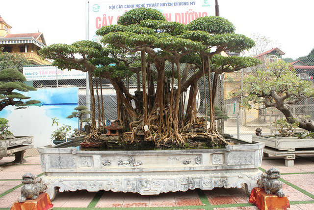 Đại gia Hà Nội chi 5 tỷ “mua đứt” cây sanh nổi tiếng bậc nhất Việt Nam