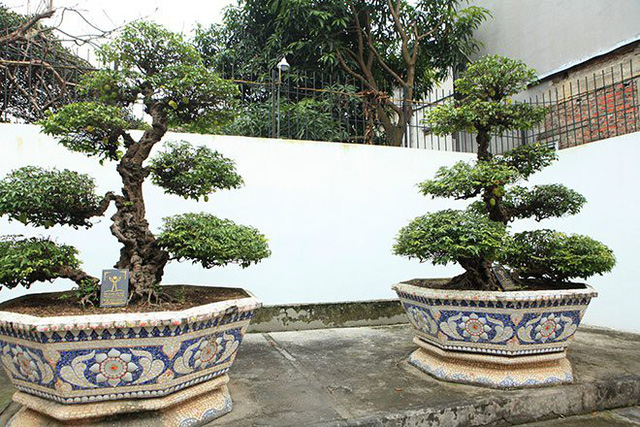 Cặp khế cổ “vợ chồng” trong sân vườn nhà đại gia Toàn Đôla.