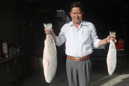 
Hai con cá sủ vàng do người dân Nha Trang câu được, được thương lái Quảng Ninh trả giá tới 1,5 tỉ đồng. Ảnh: IT
