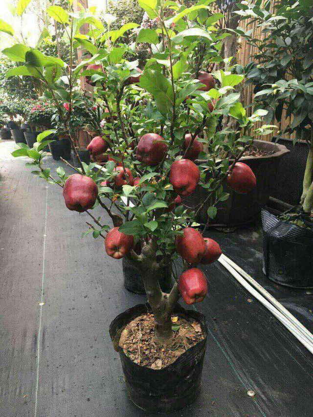 
​Cây táo cảnh chỉ cao dưới 1,2m, phù hợp trồng trong chậu đặt trong nhà chơi Tết
