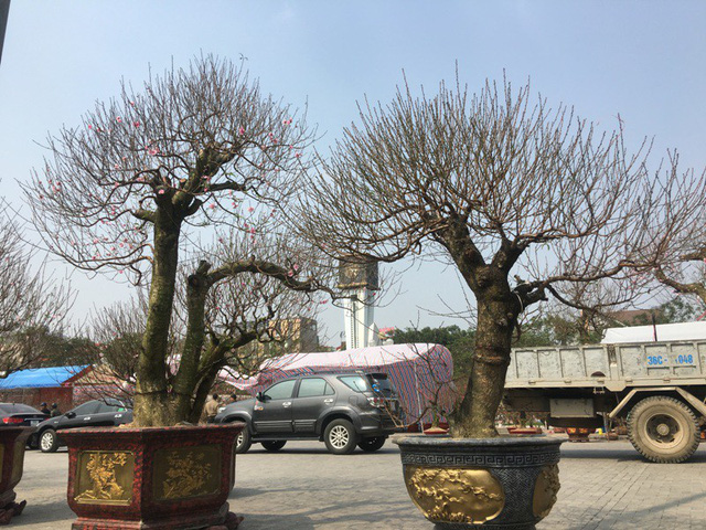 Theo những người bán đào cảnh tại hội chợ hoa xuân cho biết, những cây đào khủng chủ yếu được đưa về từ Hà Nội, Hải Phòng...