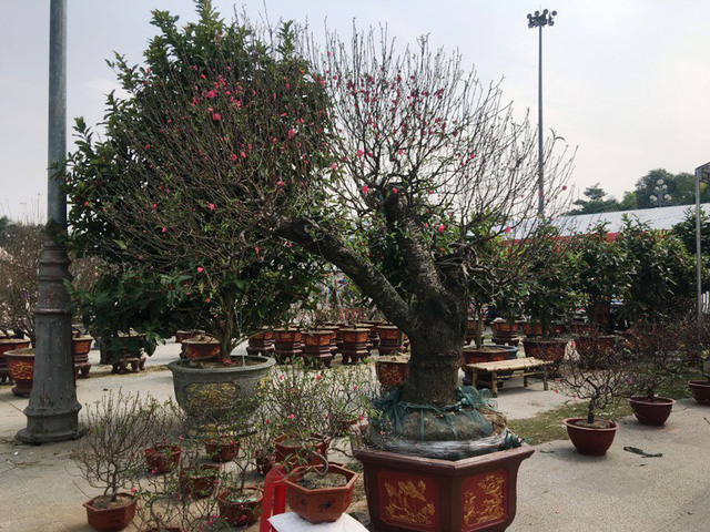 Tại quảng trường Lam Sơn, thành phố Thanh Hóa, nhiều loại hoa, cây cảnh đã được đưa về đây để phục vụ nhu cầu của khách hàng.