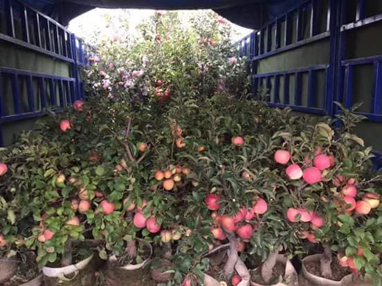 
Táo cảnh bonsai Trung Quốc đang đổ bộ về thị trường Việt dịp cận Tết Nguyên đán
