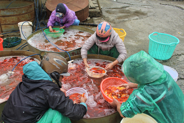 Các tiểu thương mua lẻ khoảng 20 - 30 kg cá về bán lẻ tại các chợ nhỏ, chợ cóc. (Ảnh: Hồng Vân)