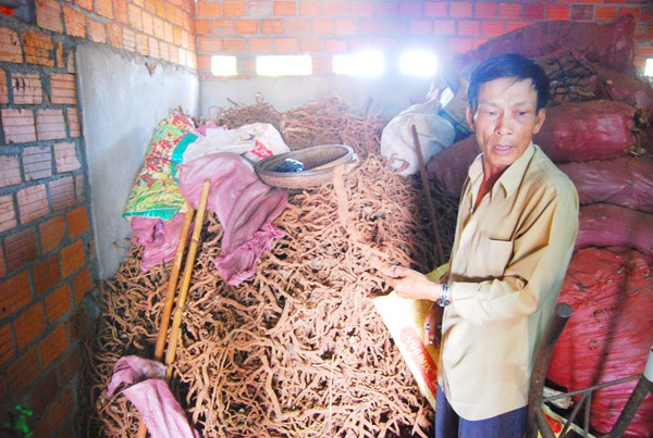 
Phát hiện rễ tiêu thu gom tại nhà ông Dũng ở thị trấn Chư Sê năm 2014
