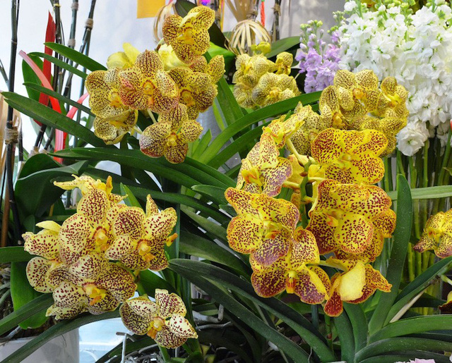 Lan Vanda được nhập từ Thái Lan với giá 6 triệu đồng/chậu, loại hoa nhập từ “xứ sở chùa vàng” có thể giữ tươi được 45 ngày.