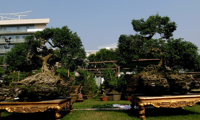 Những ngày này, hàng nghìn cây cảnh từ khắp các tỉnh thành miền Tây Nam Bộ đã quy tụ về Hội hoa xuân Phú Mỹ Hưng. Đáng chú ý, nhiều cây bonsai có hình dáng độc đáo và trị giá tiền tỷ. Trong ảnh là cặp cây sanh hình kim quy cõng rồng được định giá 4 tỷ đồng.