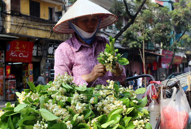 
Hoa bưởi là thứ hoa đặc biệt chỉ có vào tháng 3, chủ yếu ở các tỉnh phía Bắc nhất là Hà Nội
