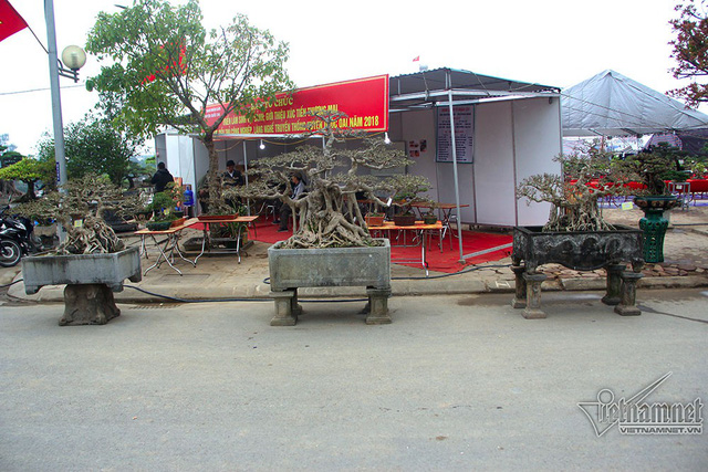 Bộ ba cây sanh nổi bật trong triển lãm sinh vật cảnh huyện Quốc Oai