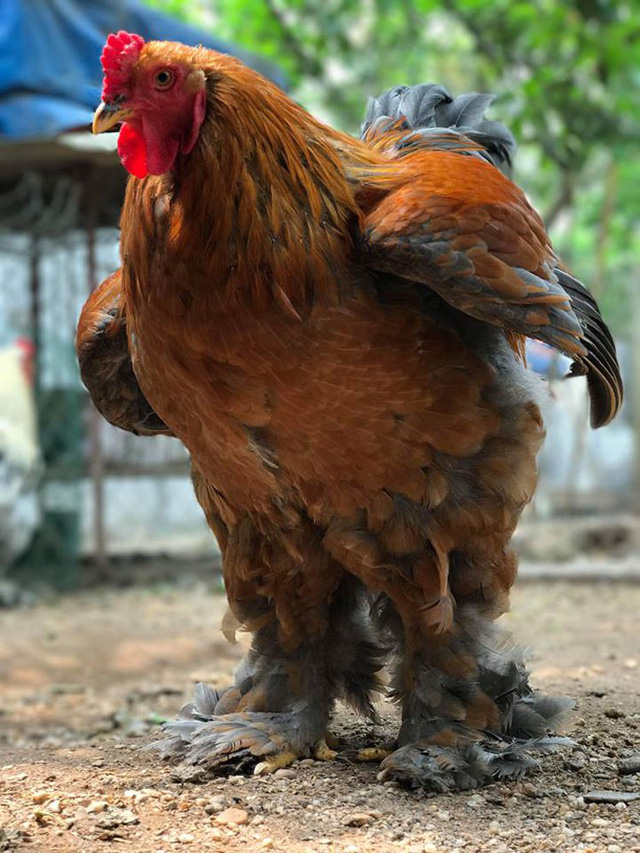 
Có những con gà có thể đạt trọng lượng tới 5,5-6kg
