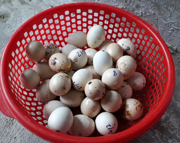 
Phối giống đồng huyết sẽ cho ra con gà cảnh đẹp nhưng tỷ lệ trứng nở rất thấp, khoảng 1/100. Trong ảnh là số trứng bị hỏng do không nở được. Ảnh: Ngọc Vũ.
