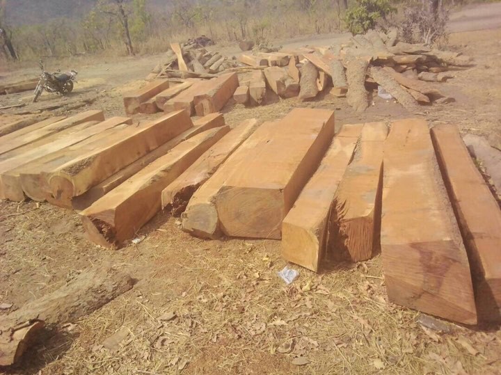 Các nước châu Phi đã cấm khai thác gỗ