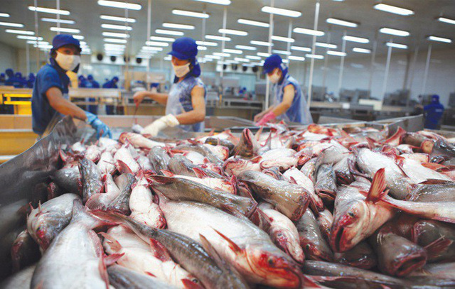 Nguy cơ cá tra mất thương hiệu vì xuất tiểu ngạch sang Trung Quốc

