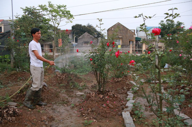 Dù bận nhiều công việc nhưng hàng ngày anh Hưng vẫn dành những thời gian nhất định để chăm sóc vườn hồng có một không hai của mình.