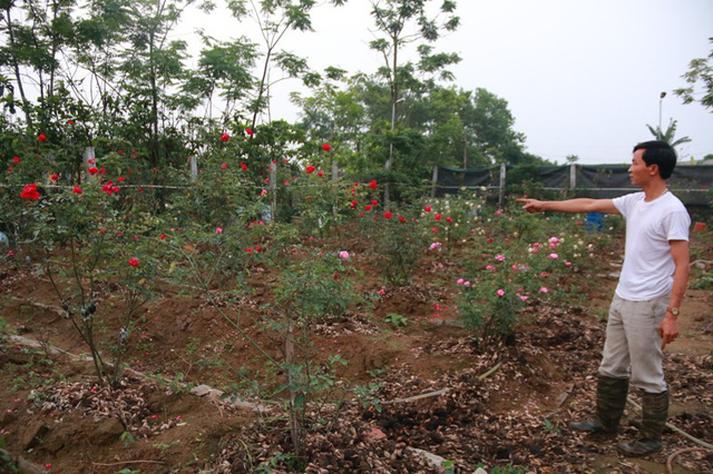 Phải mất rất nhiều công sức và tiền bạc, anh Hưng mới mua về được 300 cây hồng cổ từ khắp nơi mang về trồng.