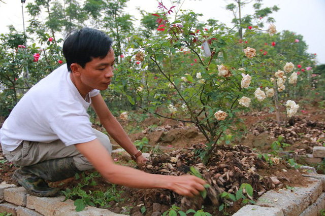 Trong vườn anh Hưng hiện có 300 cây hồng cổ, với trên chục loài. Cây cổ nhất đã 60 năm tuổi.