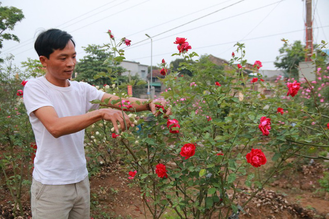 Chưa một ngày chơi hoa và chưa biết kỹ thuật chăm sóc, nhưng anh Hưng đã vay mượn hàng trăm triệu đồng để mua hàng trăm cây hoa hồng cổ về trồng.