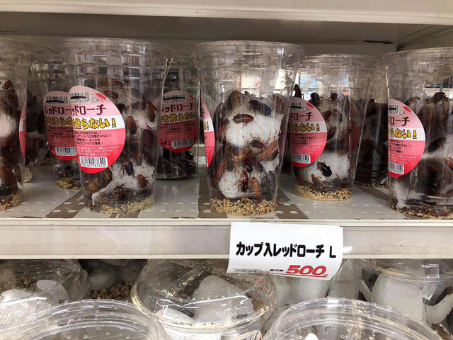 Siêu thị Nhật bán gián làm thú cưng, 100.000 đồng/hộp