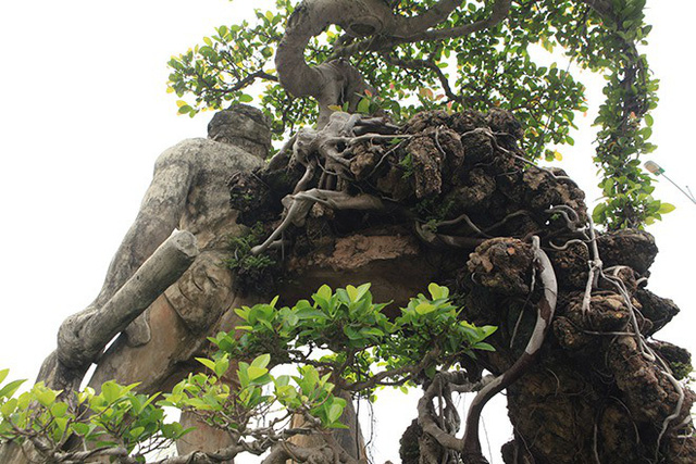 
Theo chủ nhân của tác phẩm, cây Thạch Sanh xuất hiện lần đầu tiên tại Festival Sinh vật cảnh Thủ đô năm 2016. Đây là lần xuất hiện thứ hai.
