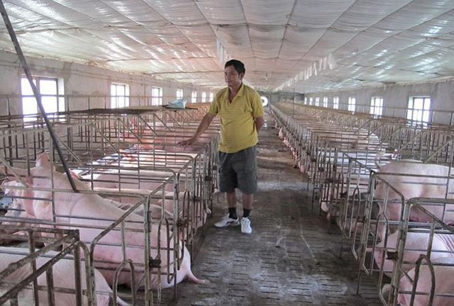 Giá lợn tăng bất thường: Nguy cơ lợn Trung Quốc tràn vào Việt Nam
