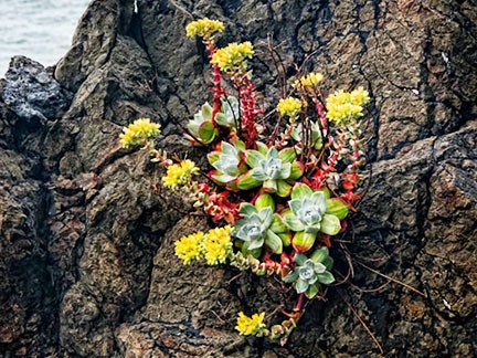 Sen đá bị bứng trộm rất nhiều dọc theo bãi biển Bắc California để cung cấp cho thị trường chợ đen tại Trung Quốc, Hàn Quốc. (Nguồn: World of Succulents)