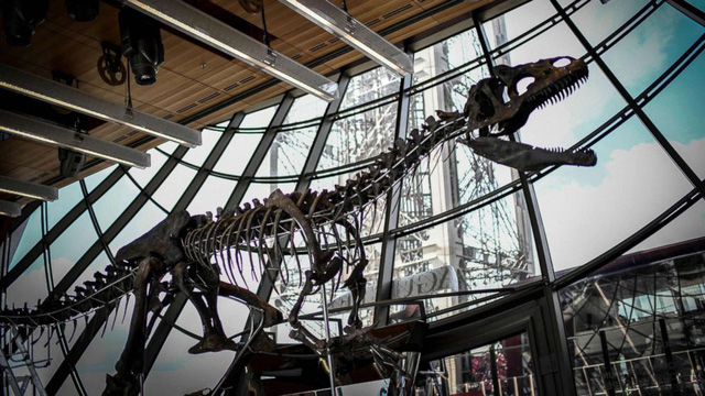 Đại gia ẩn danh chi 54 tỷ đồng mua hóa thạch khủng long trưng tại gia