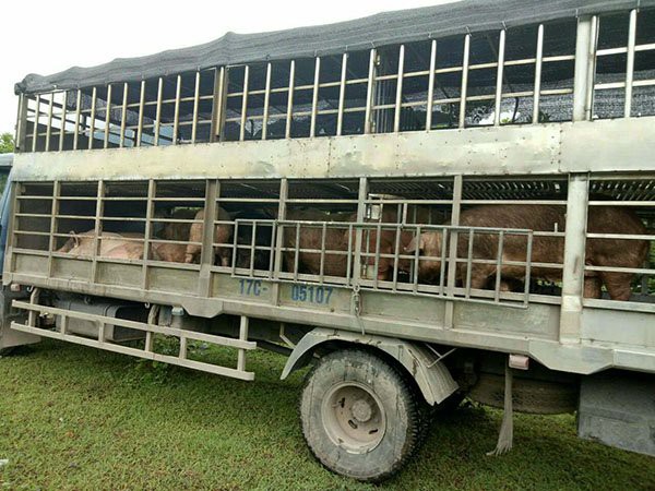 
Các đối tượng dùng xe ô tô trọng tải lớn ngang nhiên vận chuyển lợn trái phép qua biên giới về nội địa tiêu thụ.
