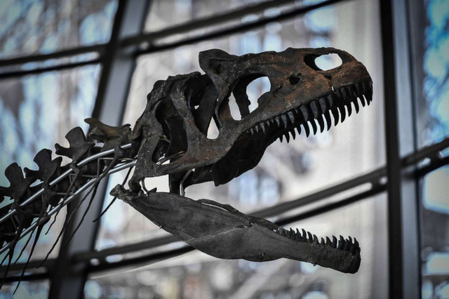 Bộ hóa thạch được một đại gia ẩn danh mua với giá gần 54 tỷ đồng. (Nguồn: ABC News)