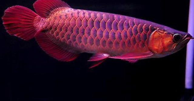 
Cá rồng huyết long nổi bật nhờ sắc đỏ bên ngoài, hình dáng cân đối.
