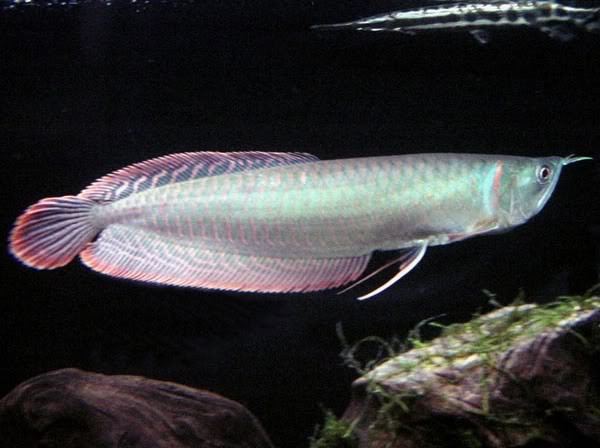 
Cá ngân long là loài cá rồng được nuôi phổ biến nhất.
