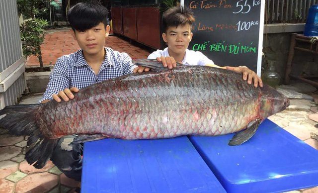 
Trước đó, vào hồi tháng 4 vừa qua, một con cá trắm đen nặng 61kg, dài 1,5m cũng được ngư dân đánh bắt trên hồ Thác Bà. Sau đó, con cá đã được một nhà hàng ở Hà Nội mua ngay.
