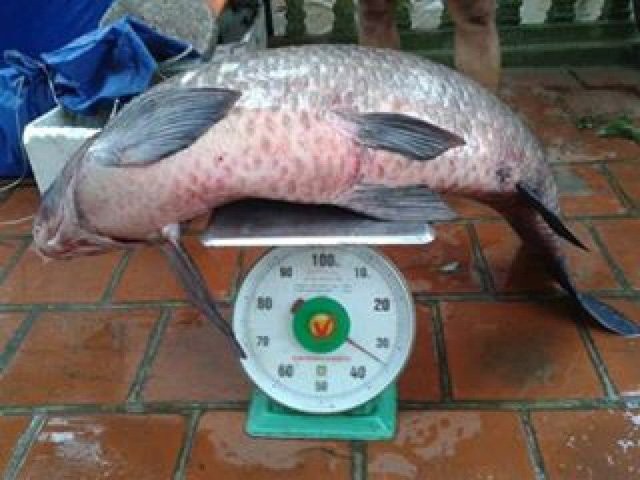 
Vào tháng 5/ 2016, một người đánh cá trên hồ Thác Bà (Yên Bái) bắt được một con cá trăm đen nặng 34kg.
