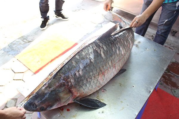 
Được biết, con cá này sau đó đã được bán cho một nhà hàng tại Hà Nội.
