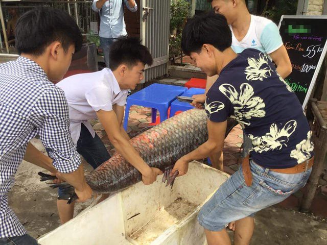 
 Ngay sau khi đánh bắt được cá khủng, nhóm ngư dân đã bán con cá cho một nhà hàng ở Hà Nội để chế biến phục vụ thực khách.
