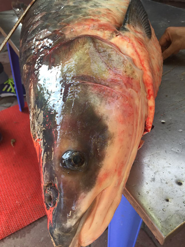 
Được biết, con cá này sau đó đã được bán cho một nhà hàng tại Hà Nội.
