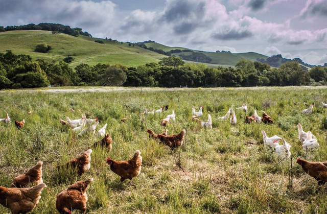 Từ 20 con gà thả đồi, ông Tây thu nhập hơn 2.200 tỷ đồng/năm