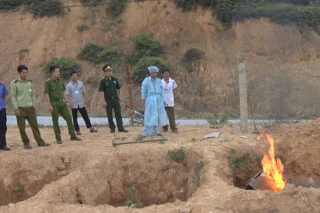 
Lực lượng chức năng đang tiêu hủy lợn nhập lậu từ Trung Quốc vào Việt Nam. Ảnh: Thu Hằng

