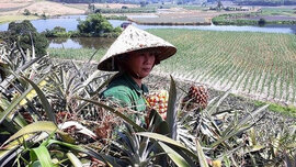 Dứa Việt thối đầy đồng không ai ăn, dân săn dứa ngoại đắt gấp 75 lần
