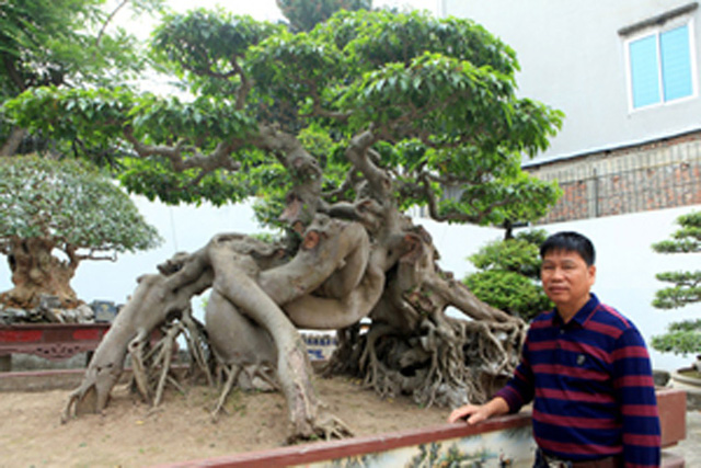 
 Cây sanh có tên Ngọa hổ tàng long của anh Toàn từng được khách trả giá 1,4 triệu USD.
