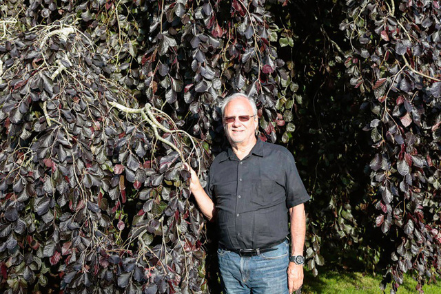 Ông Meisel chuyên sưu tầm cây sồi hiếm và bán khoảng 150.000 - 200.000 USD/cây. (Nguồn: Eric Striffler)