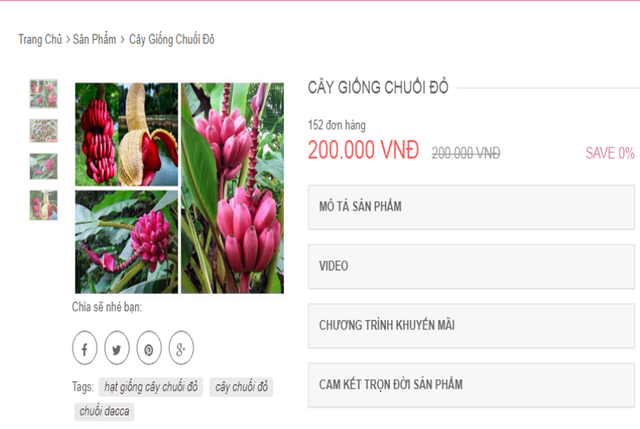 
Cây giống loại chuối đỏ Dacca được rao bán với mức giá 200.000 đồng.
