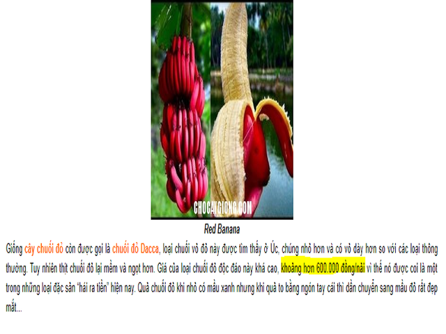 
Một trang quảng cáo giống chuối đỏ Dacca cho biết hơn 600.000 đồng/kg.
