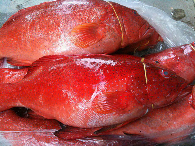 Ăn cá mú đỏ 10 triệu đồng/kg, nhậu bọ xít rang... lấy sức thức mùa World Cup