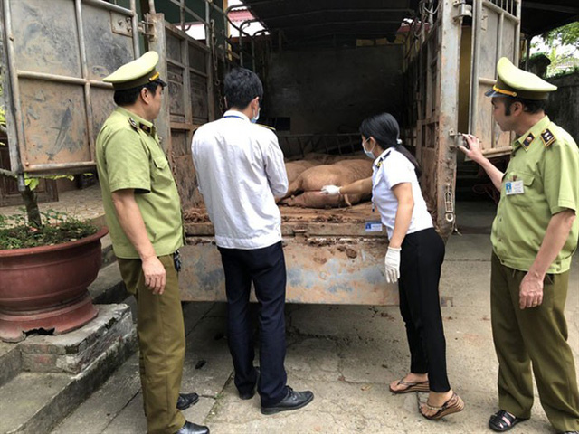 
Cơ quan chức năng liên tục bắt giữ các vụ nhập lậu thịt lợn Trung Quốc về Việt Nam (ảnh: ANTĐ)
